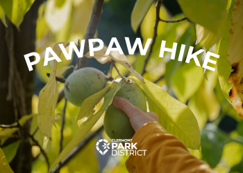 pawpaw hike along the paved loop